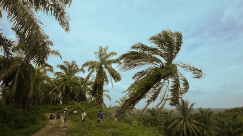 Fermín Jiménez Landa: Untitled (Sumatra), 2019 (Videostill)