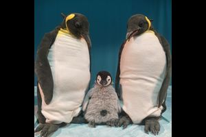 2025/26 - 2. Halbjahr - Kinderkultur