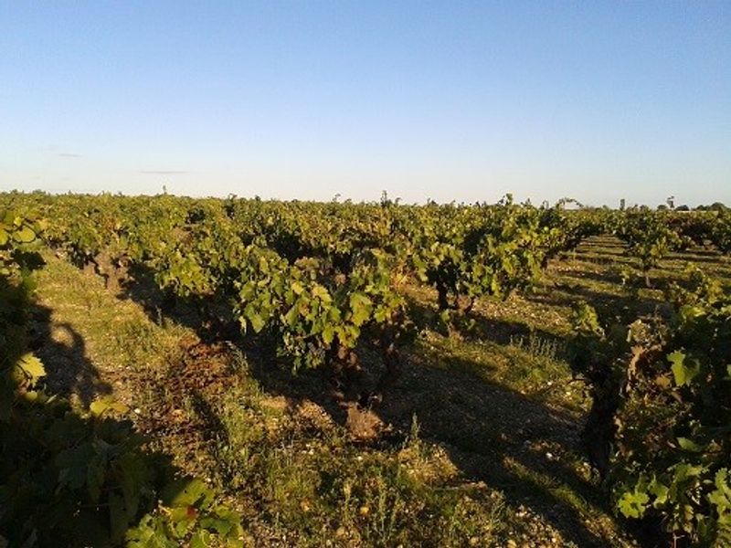 Bodega Sei Solo de Javier Zaccagnini (Viñedos orgánicos en La Horra)
