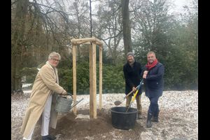 HKH - Ein Baum ist mein Baum