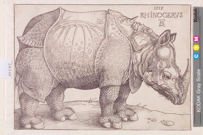 Albrecht Dürer. Rhinocreus