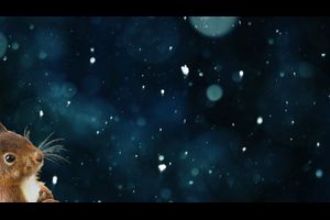 Herr Eichhorn und der erste Schnee