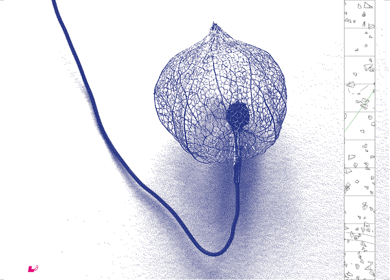 Clas Steinmann (Preisträger 2022), Hommage à Bloßfeldt 2 – Physalis, 2021