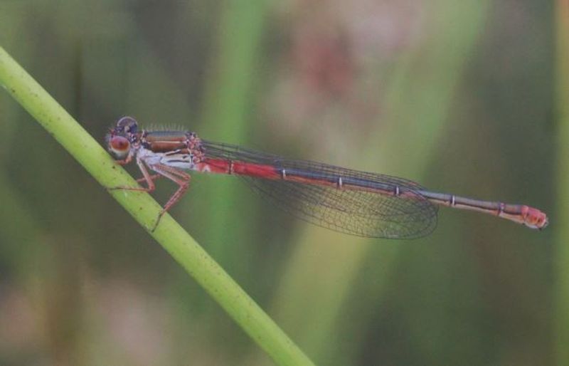 Bild einer Libelle